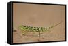 Flap-Necked Chameleon (Flap Neck Chameleon) (Chamaeleo Dilepis)-James-Framed Stretched Canvas