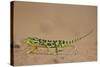 Flap-Necked Chameleon (Flap Neck Chameleon) (Chamaeleo Dilepis)-James-Stretched Canvas