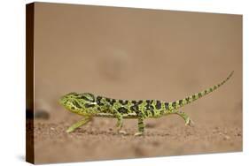 Flap-Necked Chameleon (Flap Neck Chameleon) (Chamaeleo Dilepis)-James-Stretched Canvas