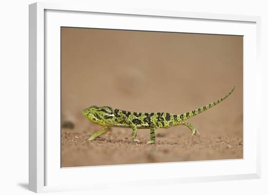 Flap-Necked Chameleon (Flap Neck Chameleon) (Chamaeleo Dilepis)-James-Framed Photographic Print