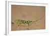 Flap-Necked Chameleon (Flap Neck Chameleon) (Chamaeleo Dilepis)-James-Framed Photographic Print