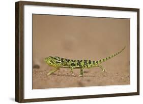Flap-Necked Chameleon (Flap Neck Chameleon) (Chamaeleo Dilepis)-James-Framed Photographic Print