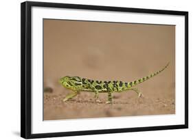 Flap-Necked Chameleon (Flap Neck Chameleon) (Chamaeleo Dilepis)-James-Framed Photographic Print