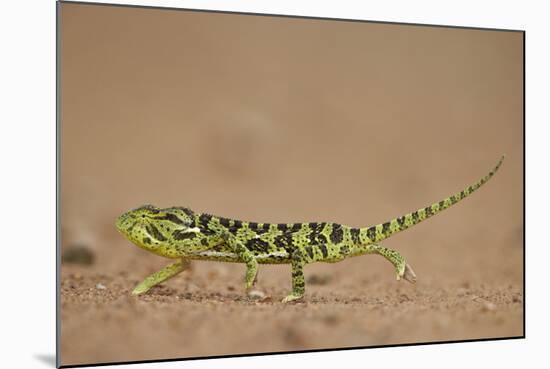 Flap-Necked Chameleon (Flap Neck Chameleon) (Chamaeleo Dilepis)-James-Mounted Photographic Print