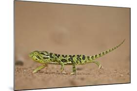 Flap-Necked Chameleon (Flap Neck Chameleon) (Chamaeleo Dilepis)-James-Mounted Photographic Print