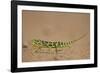 Flap-Necked Chameleon (Flap Neck Chameleon) (Chamaeleo Dilepis)-James-Framed Photographic Print