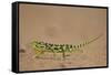 Flap-Necked Chameleon (Flap Neck Chameleon) (Chamaeleo Dilepis)-James-Framed Stretched Canvas