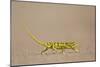 Flap-Necked Chameleon (Flap Neck Chameleon) (Chamaeleo Dilepis)-James Hager-Mounted Photographic Print