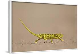 Flap-Necked Chameleon (Flap Neck Chameleon) (Chamaeleo Dilepis)-James Hager-Framed Photographic Print