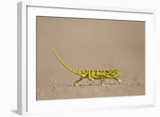 Flap-Necked Chameleon (Flap Neck Chameleon) (Chamaeleo Dilepis)-James Hager-Framed Photographic Print