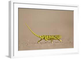 Flap-Necked Chameleon (Flap Neck Chameleon) (Chamaeleo Dilepis)-James Hager-Framed Photographic Print