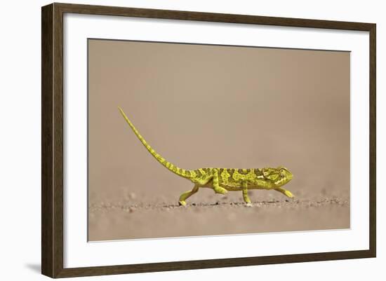 Flap-Necked Chameleon (Flap Neck Chameleon) (Chamaeleo Dilepis)-James Hager-Framed Photographic Print