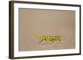 Flap-Necked Chameleon (Flap Neck Chameleon) (Chamaeleo Dilepis)-James Hager-Framed Photographic Print