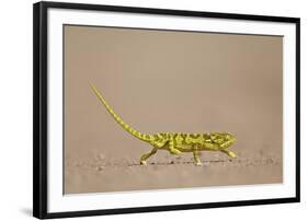 Flap-Necked Chameleon (Flap Neck Chameleon) (Chamaeleo Dilepis)-James Hager-Framed Photographic Print