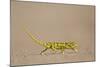 Flap-Necked Chameleon (Flap Neck Chameleon) (Chamaeleo Dilepis)-James Hager-Mounted Photographic Print