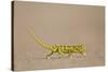 Flap-Necked Chameleon (Flap Neck Chameleon) (Chamaeleo Dilepis)-James Hager-Stretched Canvas