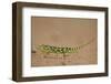 Flap-Necked Chameleon (Flap Neck Chameleon) (Chamaeleo Dilepis)-James-Framed Photographic Print