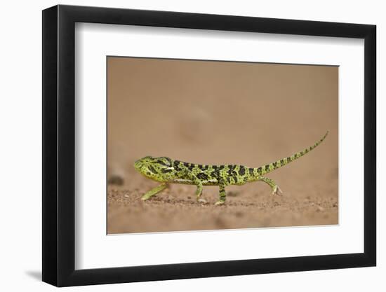 Flap-Necked Chameleon (Flap Neck Chameleon) (Chamaeleo Dilepis)-James-Framed Photographic Print