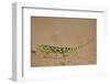 Flap-Necked Chameleon (Flap Neck Chameleon) (Chamaeleo Dilepis)-James-Framed Photographic Print