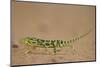 Flap-Necked Chameleon (Flap Neck Chameleon) (Chamaeleo Dilepis)-James-Mounted Photographic Print