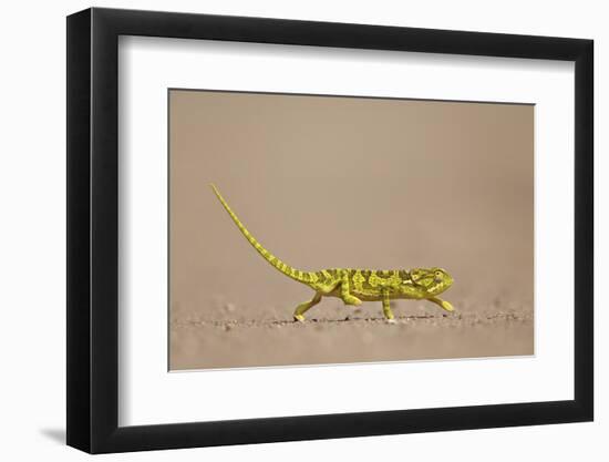 Flap-Necked Chameleon (Flap Neck Chameleon) (Chamaeleo Dilepis)-James Hager-Framed Photographic Print