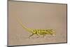 Flap-Necked Chameleon (Flap Neck Chameleon) (Chamaeleo Dilepis)-James Hager-Mounted Photographic Print