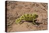 Flap-necked chameleon in Botswana, Africa.-Brenda Tharp-Stretched Canvas