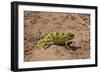 Flap-necked chameleon in Botswana, Africa.-Brenda Tharp-Framed Photographic Print