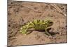 Flap-necked chameleon in Botswana, Africa.-Brenda Tharp-Mounted Photographic Print
