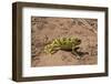 Flap-necked chameleon in Botswana, Africa.-Brenda Tharp-Framed Photographic Print