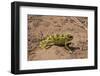 Flap-necked chameleon in Botswana, Africa.-Brenda Tharp-Framed Photographic Print