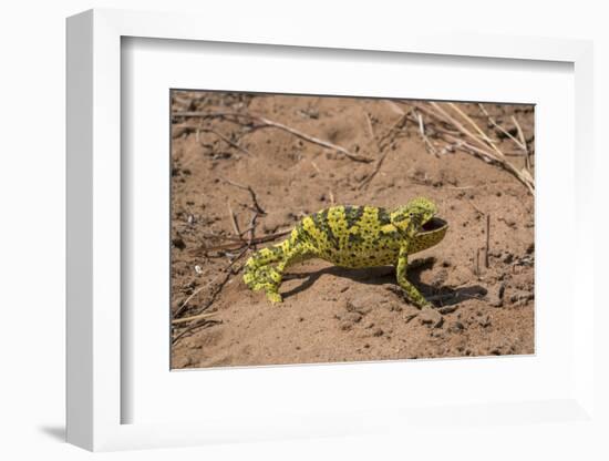 Flap-necked chameleon in Botswana, Africa.-Brenda Tharp-Framed Photographic Print