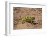 Flap-necked chameleon in Botswana, Africa.-Brenda Tharp-Framed Photographic Print