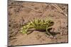 Flap-necked chameleon in Botswana, Africa.-Brenda Tharp-Mounted Photographic Print