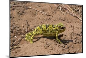 Flap-necked chameleon in Botswana, Africa.-Brenda Tharp-Mounted Photographic Print