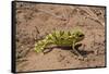 Flap-necked chameleon in Botswana, Africa.-Brenda Tharp-Framed Stretched Canvas