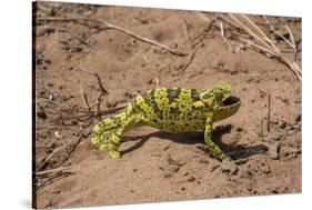 Flap-necked chameleon in Botswana, Africa.-Brenda Tharp-Stretched Canvas