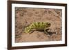 Flap-necked chameleon in Botswana, Africa.-Brenda Tharp-Framed Photographic Print