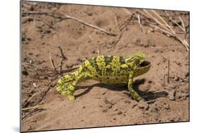 Flap-necked chameleon in Botswana, Africa.-Brenda Tharp-Mounted Photographic Print