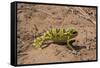 Flap-necked chameleon in Botswana, Africa.-Brenda Tharp-Framed Stretched Canvas