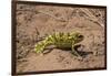 Flap-necked chameleon in Botswana, Africa.-Brenda Tharp-Framed Photographic Print