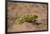 Flap-necked chameleon in Botswana, Africa.-Brenda Tharp-Framed Photographic Print