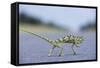 Flap-Necked Chameleon Runs across a Road-Paul Souders-Framed Stretched Canvas