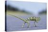 Flap-Necked Chameleon Runs across a Road-Paul Souders-Stretched Canvas