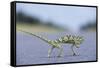 Flap-Necked Chameleon Runs across a Road-Paul Souders-Framed Stretched Canvas