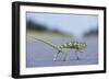 Flap-Necked Chameleon Runs across a Road-Paul Souders-Framed Photographic Print