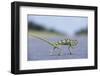 Flap-Necked Chameleon Runs across a Road-Paul Souders-Framed Photographic Print