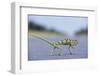 Flap-Necked Chameleon Runs across a Road-Paul Souders-Framed Photographic Print