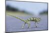 Flap-Necked Chameleon Runs across a Road-Paul Souders-Mounted Photographic Print