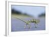 Flap-Necked Chameleon Runs across a Road-Paul Souders-Framed Photographic Print